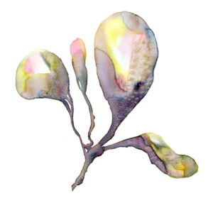 Big Magnolia Buds Fine Art print bedroom art decor for bedrooms at https://shop.tanyakucey.com