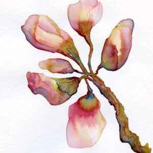 Peacock Magnolia Art print wall decor by shop.tanyakucey.com
