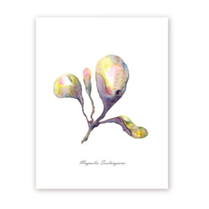 Botanical Style Magnolia Buds art cards