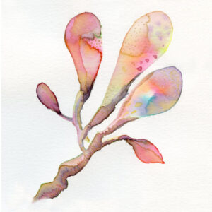 Magnolias 2